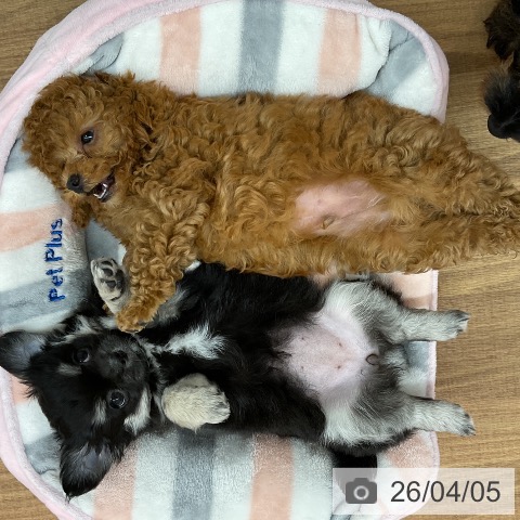 東京都のチワワ(ロング) (ペッツワン 青梅インター店/2026年1月28日生まれ/女の子/ブラックタンホワイト)の子犬の3枚目の画像