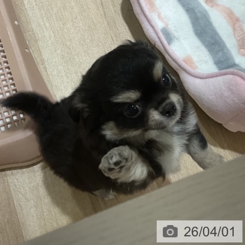 福岡県のチワワ(ロング) (ペットプラス 小倉南店/2026年1月28日生まれ/女の子/ブラックタンホワイト)の子犬の4枚目の画像