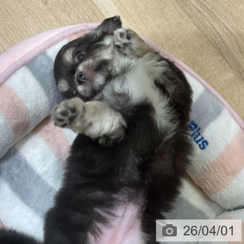 福岡県のチワワ(ロング) (ペットプラス 小倉南店/2026年1月28日生まれ/女の子/ブラックタンホワイト)の子犬の3枚目の画像