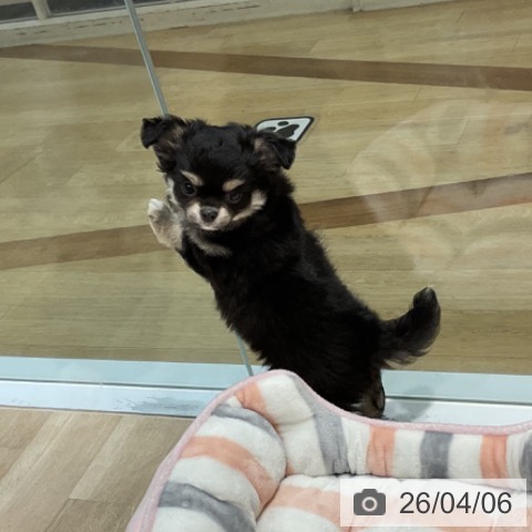 福岡県のチワワ(ロング) (ペットプラス 小倉南店/2026年1月28日生まれ/女の子/ブラックタンホワイト)の子犬の4枚目の画像