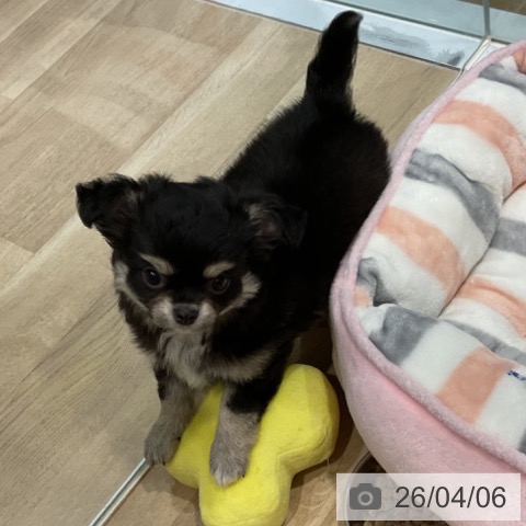 福岡県のチワワ(ロング) (ペットプラス 小倉南店/2026年1月28日生まれ/女の子/ブラックタンホワイト)の子犬の3枚目の画像