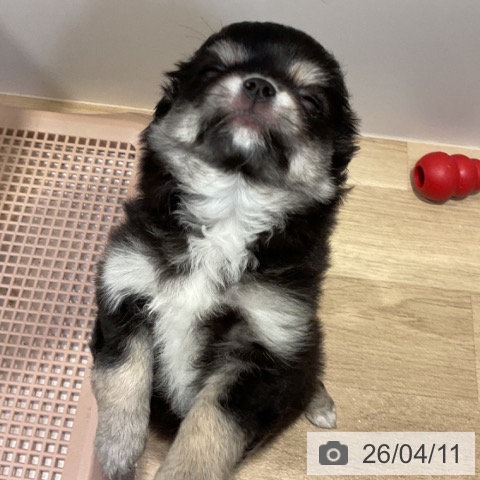 福岡県のチワワ(ロング) (ペットプラス 小倉南店/2026年1月28日生まれ/女の子/ブラックタンホワイト)の子犬の3枚目の画像