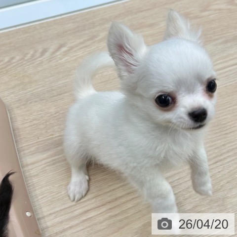 長崎県のチワワ(ロング) (ペットプラス 長崎店/2026年1月28日生まれ/男の子/クリームホワイト)の子犬の4枚目の画像