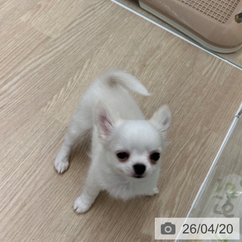 長崎県のチワワ(ロング) (ペットプラス 長崎店/2026年1月28日生まれ/男の子/クリームホワイト)の子犬の3枚目の画像