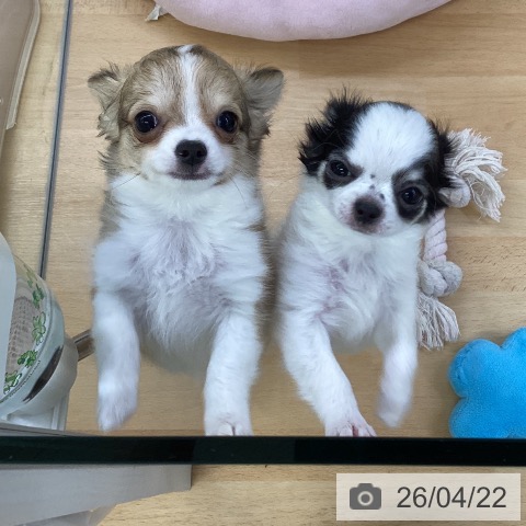 埼玉県のチワワ(ロング) (ペットプラス 羽生店/2026年1月29日生まれ/男の子/フォーンホワイト)の子犬の4枚目の画像