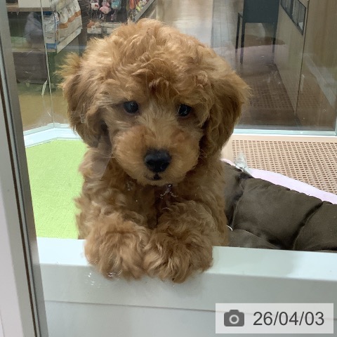 トイ・プードルの写真