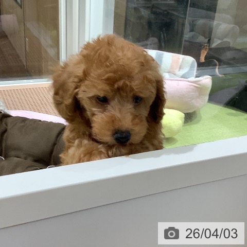 トイ・プードルの写真