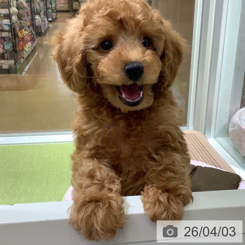 福岡県のトイプードル(トイ) (ペットプラス 福岡店/2026年1月26日生まれ/男の子/レッド)の子犬の4枚目の画像