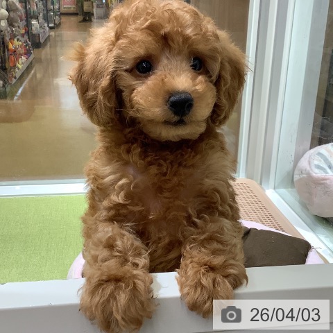 福岡県のトイプードル(トイ) (ペットプラス 福岡店/2026年1月26日生まれ/男の子/レッド)の子犬の3枚目の画像
