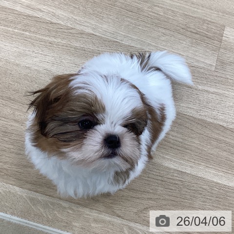 山梨県のシーズー (ペットプラス 甲府国母店/2026年1月25日生まれ/男の子/ゴールドホワイト)の子犬の4枚目の画像