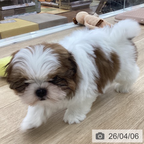 山梨県のシーズー (ペットプラス 甲府国母店/2026年1月25日生まれ/男の子/ゴールドホワイト)の子犬の3枚目の画像