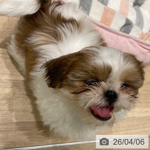 東京都のシーズー (ペットプラス 立川高島屋S.C.店/2026年1月25日生まれ/女の子/ゴールドホワイト)の子犬の4枚目の画像