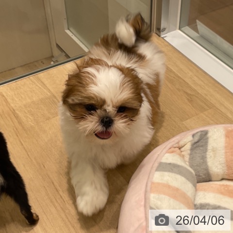 東京都のシーズー (ペットプラス 立川高島屋S.C.店/2026年1月25日生まれ/女の子/ゴールドホワイト)の子犬の3枚目の画像