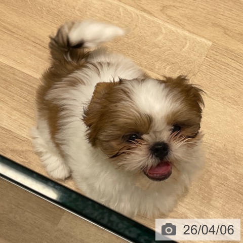 東京都のシーズー (ペットプラス 立川高島屋S.C.店/2026年1月25日生まれ/女の子/ゴールドホワイト)の子犬の4枚目の画像