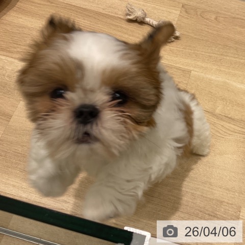 東京都のシーズー (ペットプラス 立川高島屋S.C.店/2026年1月25日生まれ/女の子/ゴールドホワイト)の子犬の3枚目の画像