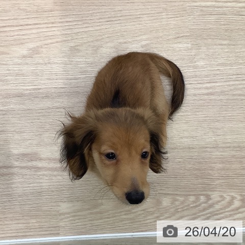 ミニチュア・ダックスフンドの写真