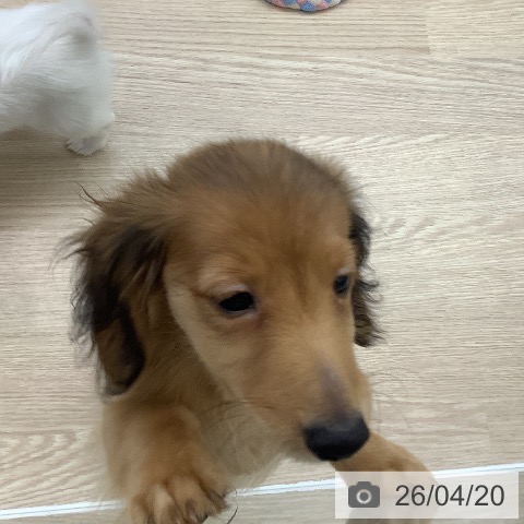 ミニチュア・ダックスフンドの写真