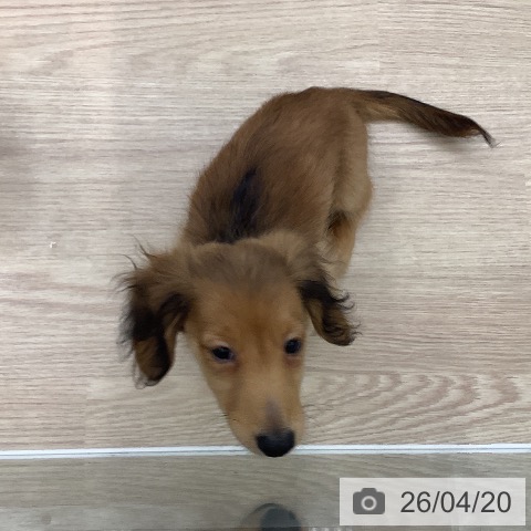 ミニチュア・ダックスフンドの写真