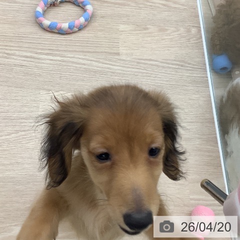 ミニチュア・ダックスフンドの写真