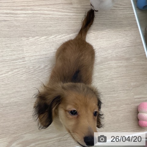 ミニチュア・ダックスフンドの写真