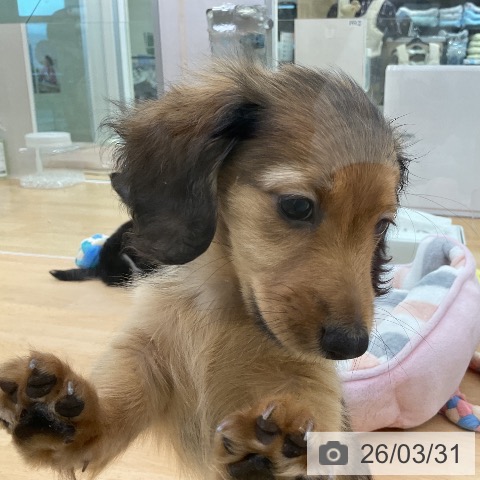 ミニチュア・ダックスフンドの写真