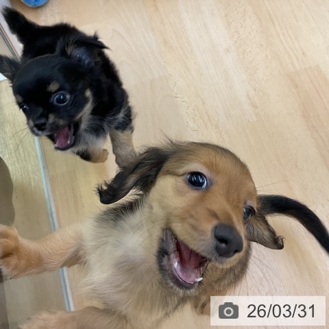 ミニチュア・ダックスフンドの写真