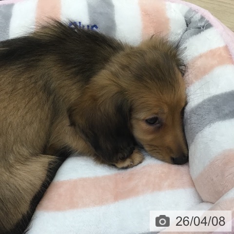 沖縄県のミニチュアダックスフンド(ロング) (ペットプラス 沖縄ライカム店/2026年1月27日生まれ/女の子/シェーデットレッド)の子犬の3枚目の画像