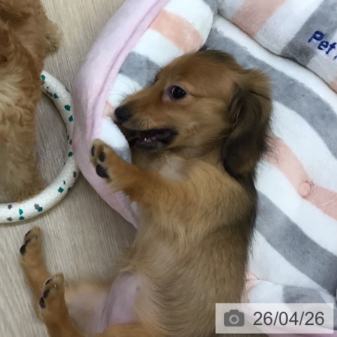 沖縄県のミニチュアダックスフンド(ロング) (ペットプラス 沖縄ライカム店/2026年1月27日生まれ/女の子/シェーデットレッド)の子犬の3枚目の画像