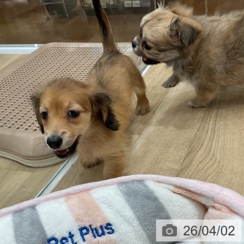 ミニチュア・ダックスフンドの写真