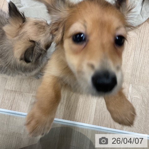 ミニチュア・ダックスフンドの写真