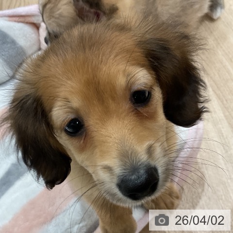 ミニチュア・ダックスフンドの写真