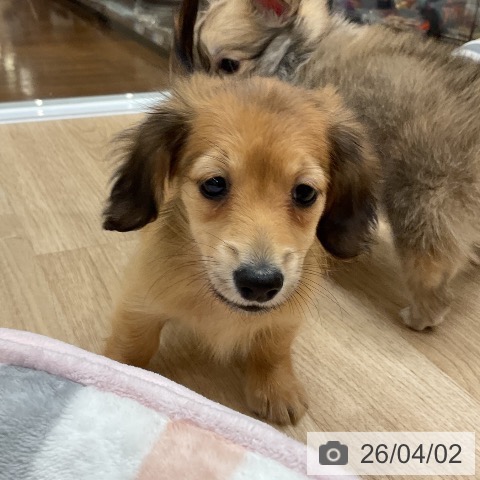 福岡県のミニチュアダックスフンド(ロング) (ペットプラス 八幡東店/2026年1月27日生まれ/女の子/シェーデットレッド)の子犬の4枚目の画像