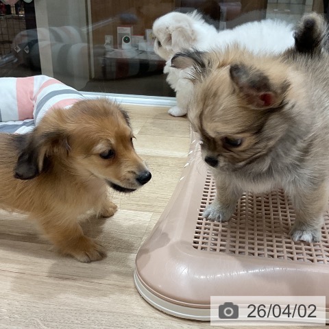 福岡県のミニチュアダックスフンド(ロング) (ペットプラス 八幡東店/2026年1月27日生まれ/女の子/シェーデットレッド)の子犬の3枚目の画像