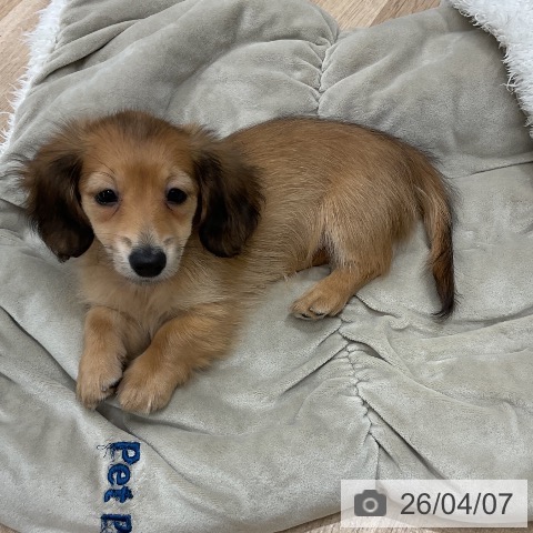 ミニチュア・ダックスフンドの写真