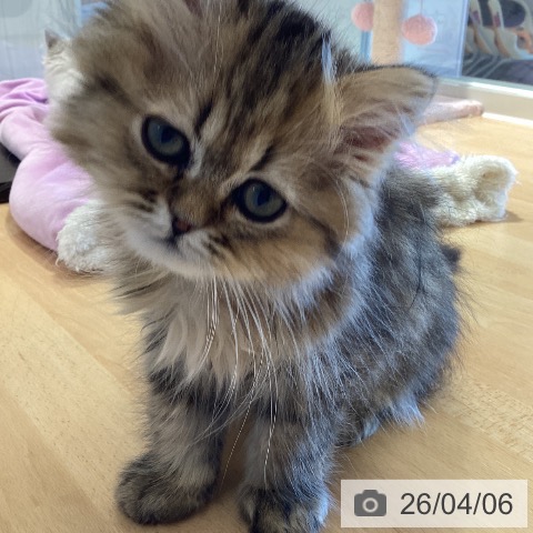 鹿児島県のペルシャ (ペットプラス 姶良店/2026年1月12日生まれ/男の子/チンチラゴールデン)の子猫の4枚目の画像
