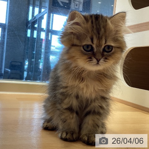 鹿児島県のペルシャ (ペットプラス 姶良店/2026年1月12日生まれ/男の子/チンチラゴールデン)の子猫の3枚目の画像