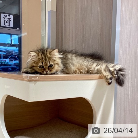 鹿児島県のペルシャ (ペットプラス 姶良店/2026年1月12日生まれ/男の子/チンチラゴールデン)の子猫の4枚目の画像