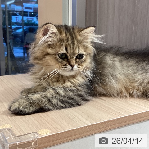 鹿児島県のペルシャ (ペットプラス 姶良店/2026年1月12日生まれ/男の子/チンチラゴールデン)の子猫の3枚目の画像