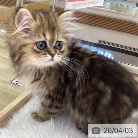 福岡県のペルシャ (ペットプラス 小倉南店/2026年1月12日生まれ/女の子/チンチラゴールデン)の子猫の4枚目の画像