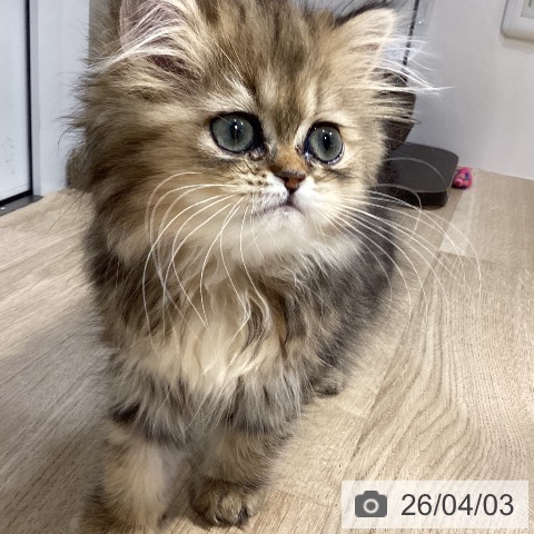 福岡県のペルシャ (ペットプラス 小倉南店/2026年1月12日生まれ/女の子/チンチラゴールデン)の子猫の3枚目の画像