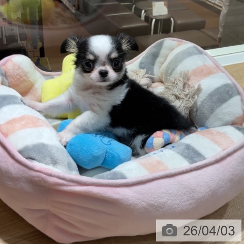 神奈川県のチワワ(ロング) (ペットプラス 湘南平塚店/2026年1月28日生まれ/男の子/ブラックタンホワイト)の子犬の4枚目の画像