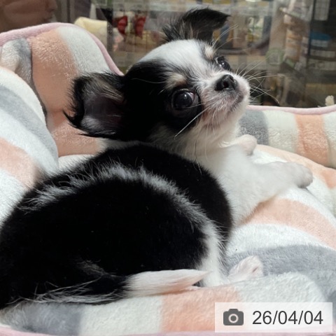 神奈川県のチワワ(ロング) (ペットプラス 湘南平塚店/2026年1月28日生まれ/男の子/ブラックタンホワイト)の子犬の4枚目の画像