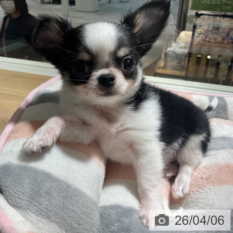 神奈川県のチワワ(ロング) (ペットプラス 湘南平塚店/2026年1月28日生まれ/男の子/ブラックタンホワイト)の子犬の4枚目の画像