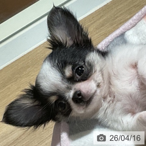 神奈川県のチワワ(ロング) (ペットプラス 湘南平塚店/2026年1月28日生まれ/男の子/ブラックタンホワイト)の子犬の4枚目の画像