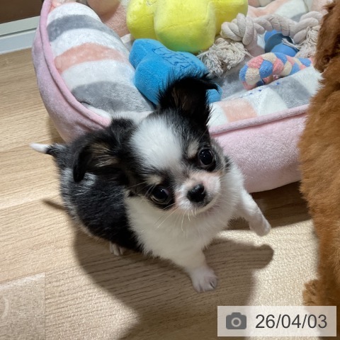 神奈川県のチワワ(ロング) (ペットプラス 湘南平塚店/2026年1月28日生まれ/男の子/ブラックタンホワイト)の子犬の3枚目の画像