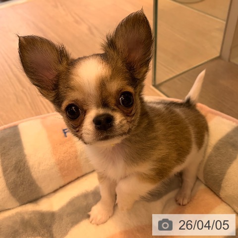 千葉県のチワワ(ロング) (ペットプラス 幕張新都心店/2026年1月28日生まれ/男の子/レッドホワイト)の子犬の4枚目の画像