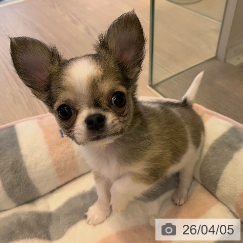 千葉県のチワワ(ロング) (ペットプラス 幕張新都心店/2026年1月28日生まれ/男の子/レッドホワイト)の子犬の3枚目の画像