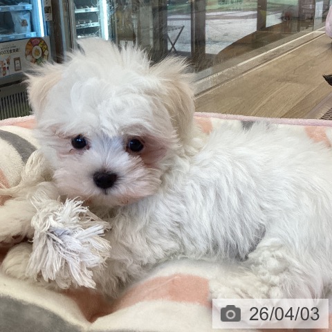 福岡県のマルチーズ (ペットプラス ららぽーと福岡店/2026年1月27日生まれ/男の子/ホワイト)の子犬の4枚目の画像