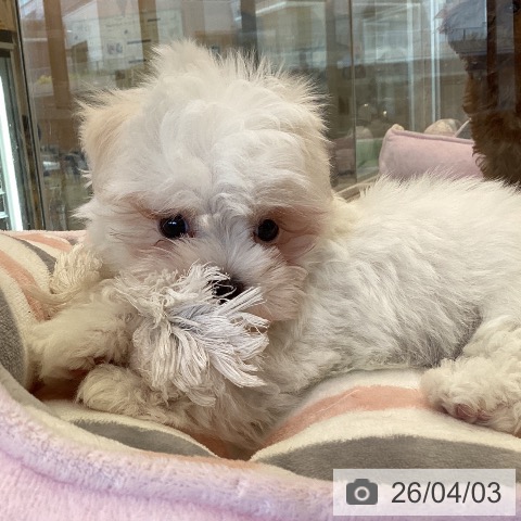 福岡県のマルチーズ (ペットプラス ららぽーと福岡店/2026年1月27日生まれ/男の子/ホワイト)の子犬の3枚目の画像