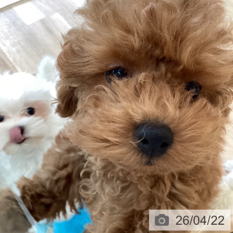 福岡県のマルチーズ (ペットプラス ららぽーと福岡店/2026年1月27日生まれ/男の子/ホワイト)の子犬の4枚目の画像